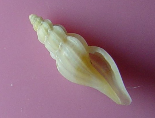 Mangelia attenuata